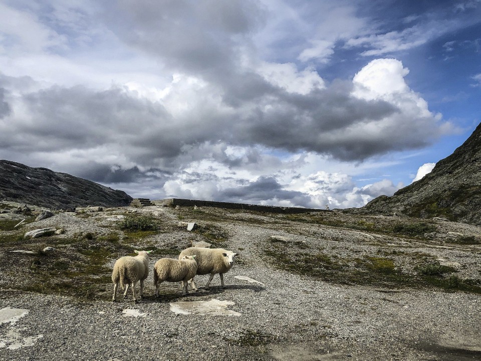 Norwegen - unbekannt - Diese drei sind um jede Kurve zu erwarten. Wir haben das jetzt länger beobachtet: sie sind wirklich immer zu dritt unterwegs....