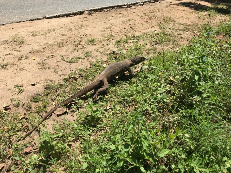 Sri Lanka -  - Diese Echse haben wir auf der Taxi 🚕 Fahrt „getroffen“ 😉 Der Fahrer ist extra stehen geblieben, damit ich ein Foto machen konnte. Ich durfte allerdings nicht zu nahe kommen, da diese Tiere mit dem Schwanz einen sehr verletzen können. 

Leider waren keine 🐘 in der Nähe 😥