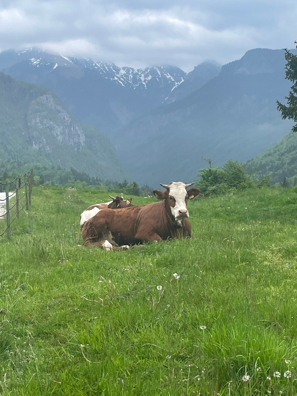 Slowenien - Bohinjsko Jezero - 