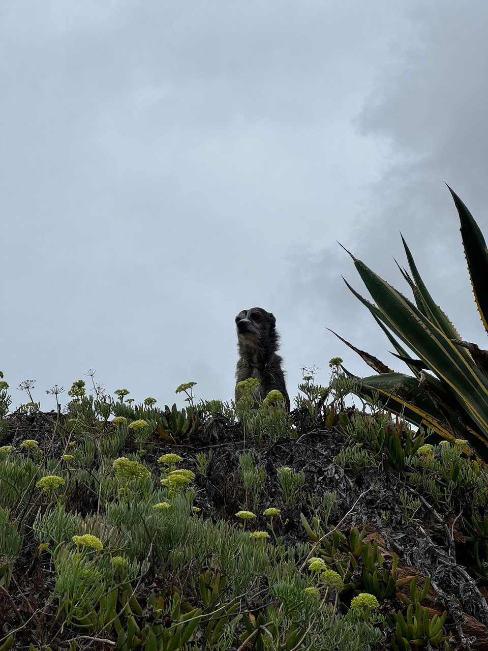 Italien - Capoliveri - Dobbsen passt auf uns auf
