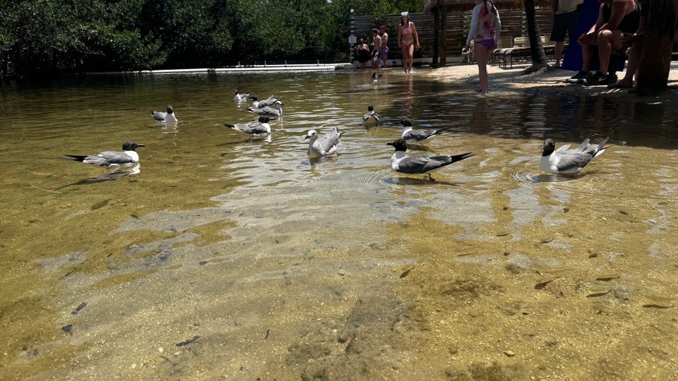 Vereinigte Staaten - Islamorada - 