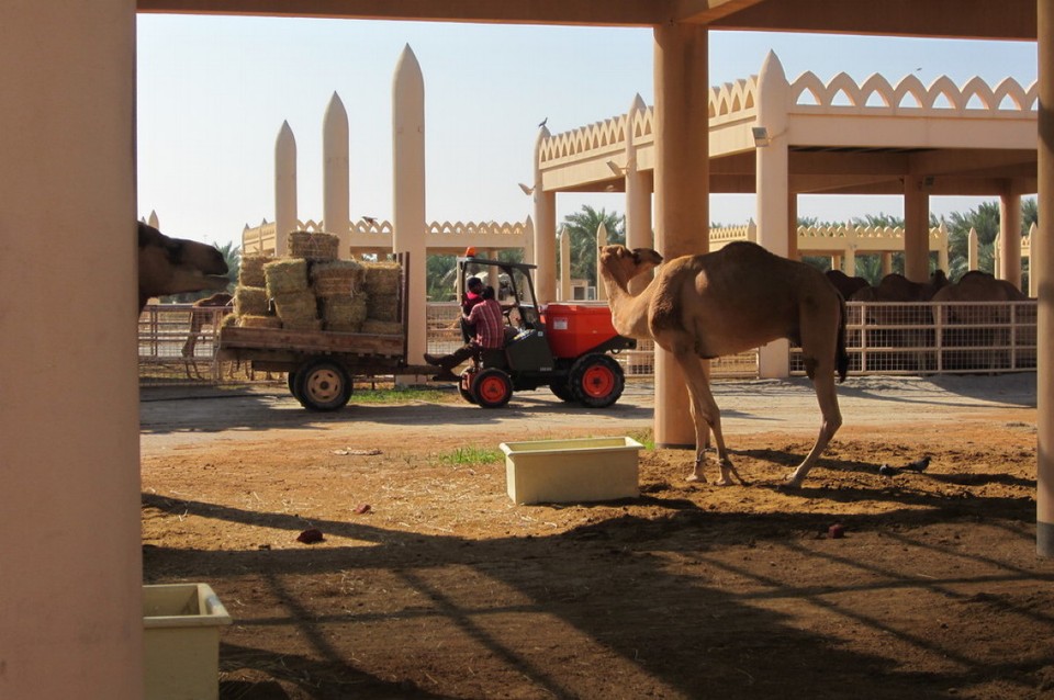Bahrain - Manamah - Kamelfarm , Aufzucht und Artenerhaltung