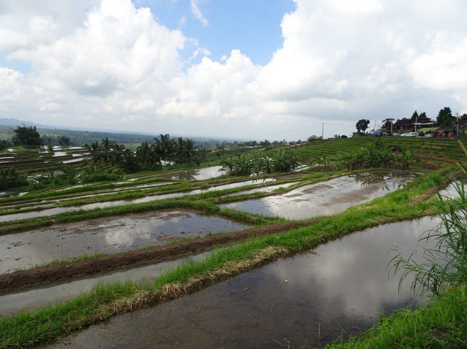 Indonesia - Jatiluwih rijstterrassen - 