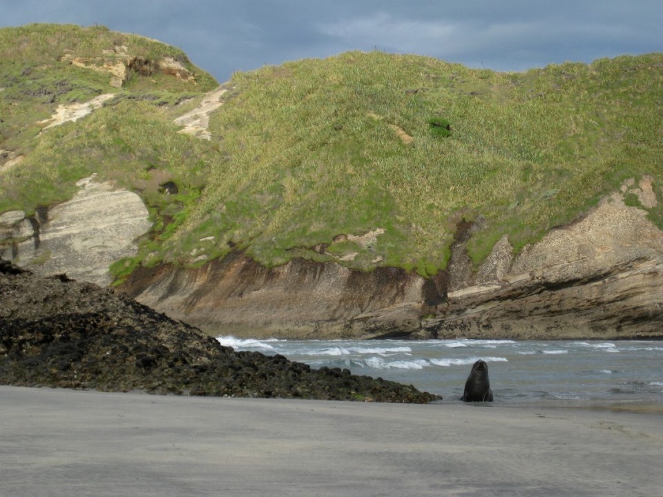 Neuseeland - Golden Bay - Achtung Robbe!
