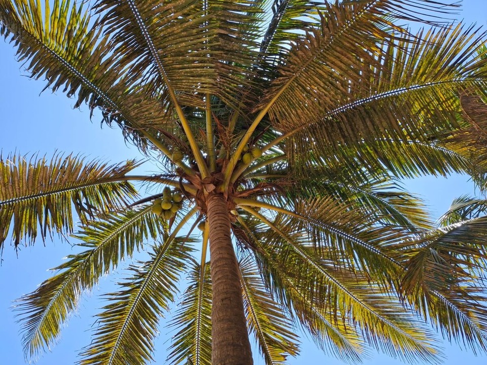 Sri Lanka -  - 