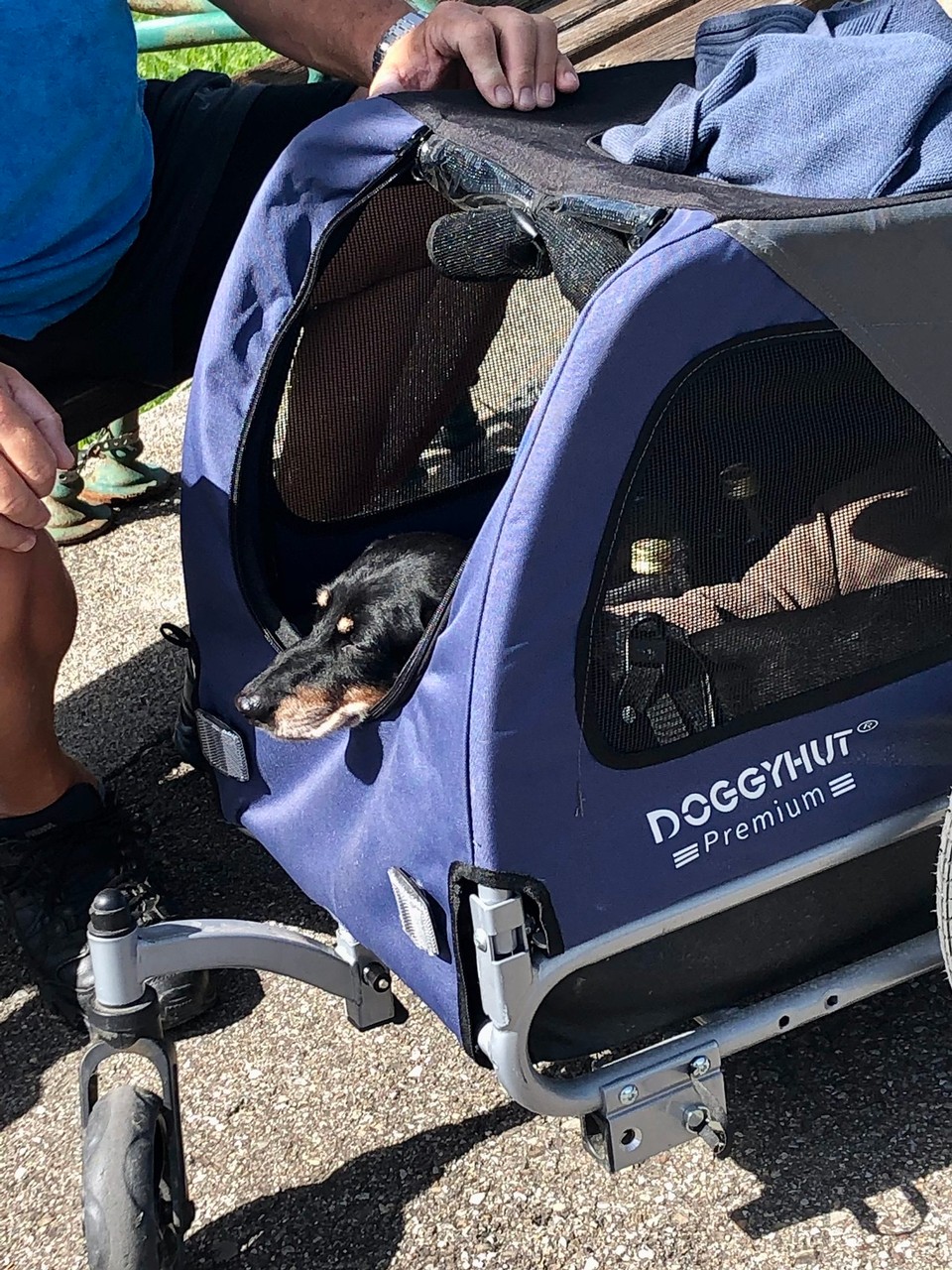 Österreich - Tannheim - Hundetransport gesehen im Tannheimer Tal ✌️