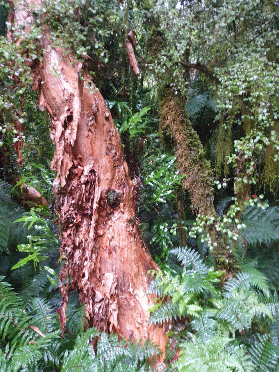 Neuseeland - Te Anau - 