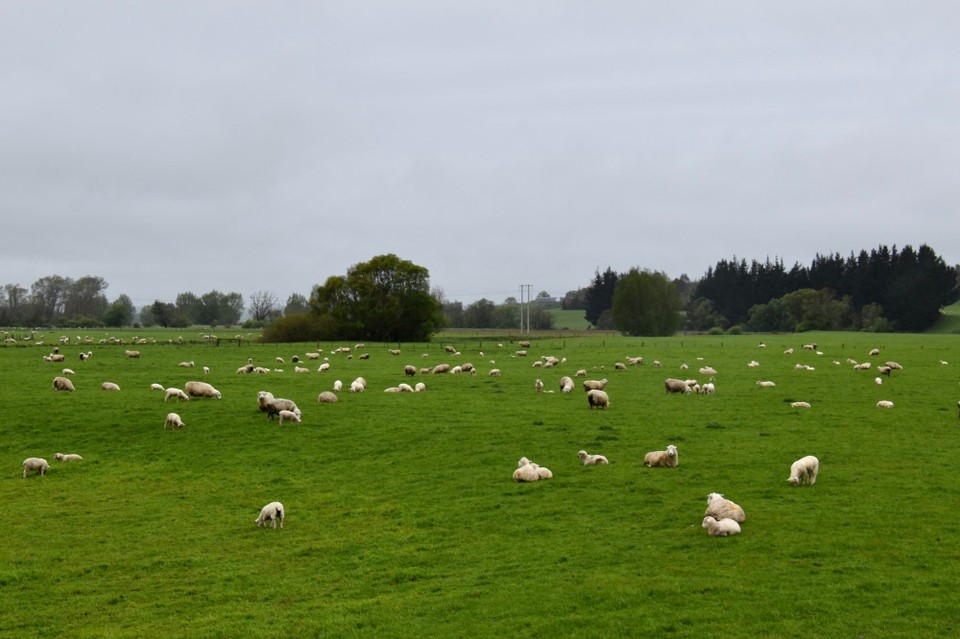 Neuseeland - Owaka - Sonst war auf der langen Fahrt nicht viel zu bestaunen, die ganze Strecke über nur grüne Wiesen mit tausenden Schafen, Kühen und Rehen, wobei das meiste die Schafe waren.
Jetzt kann man sich auch vorstellen warum es bei uns so viel neuseeländische Lammkoteletts gibt, sie sind einer der Exportartikel