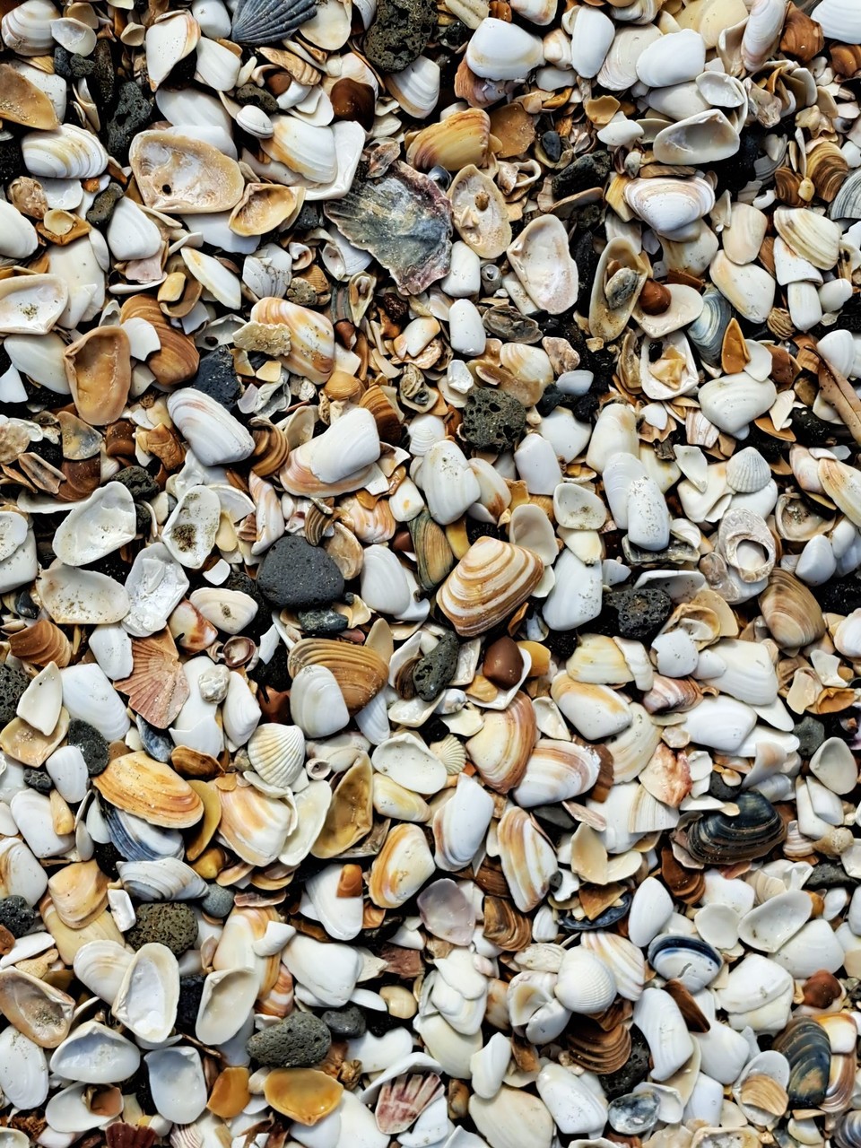 Neuseeland - Auckland - voller Muscheln 