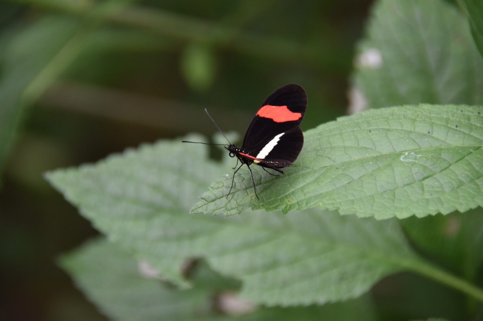 Costa Rica - Abangares - 