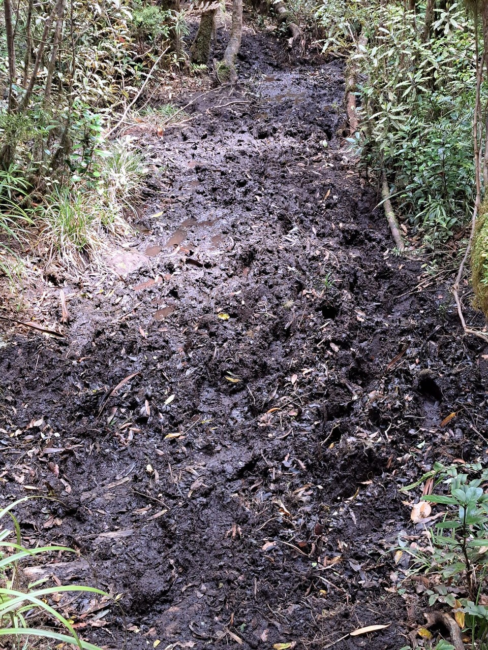 Neuseeland - Puketotara - 🤔