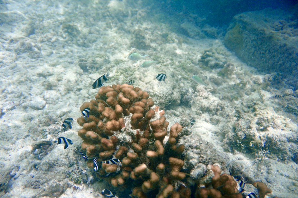 Malediven -  - Ja wir waren auch zwischendurch mal im Wasser, aber die Wellen waren so doll das viel Sand aufgewühlt wurde und das ist schlecht für Fotos. Morgen dann wieder mehr. Bis bald