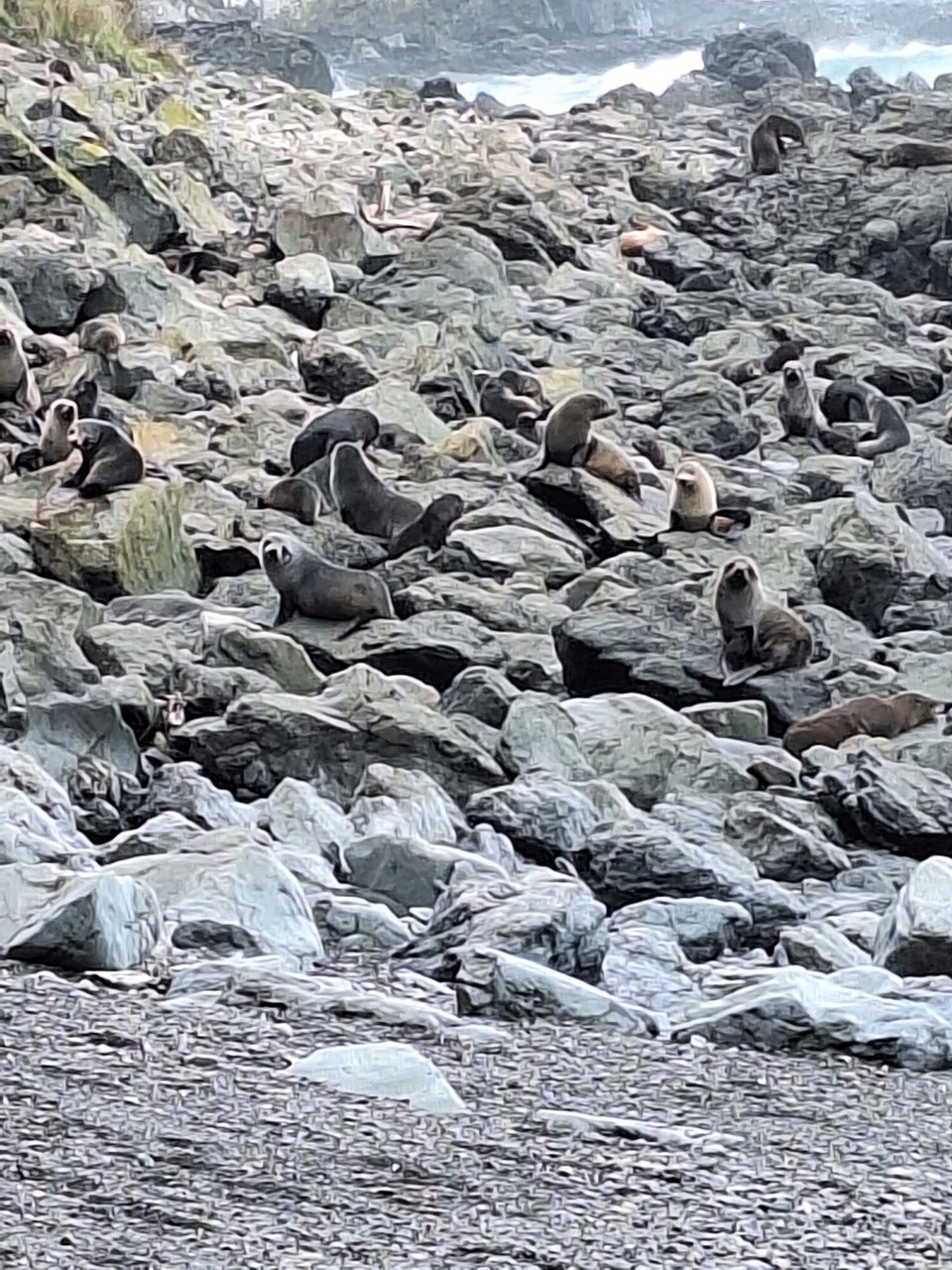 Neuseeland - Kaikoura - 