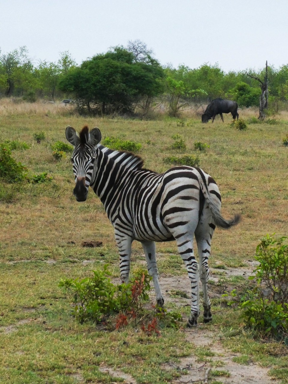Südafrika - Kruger-Nationalpark - 