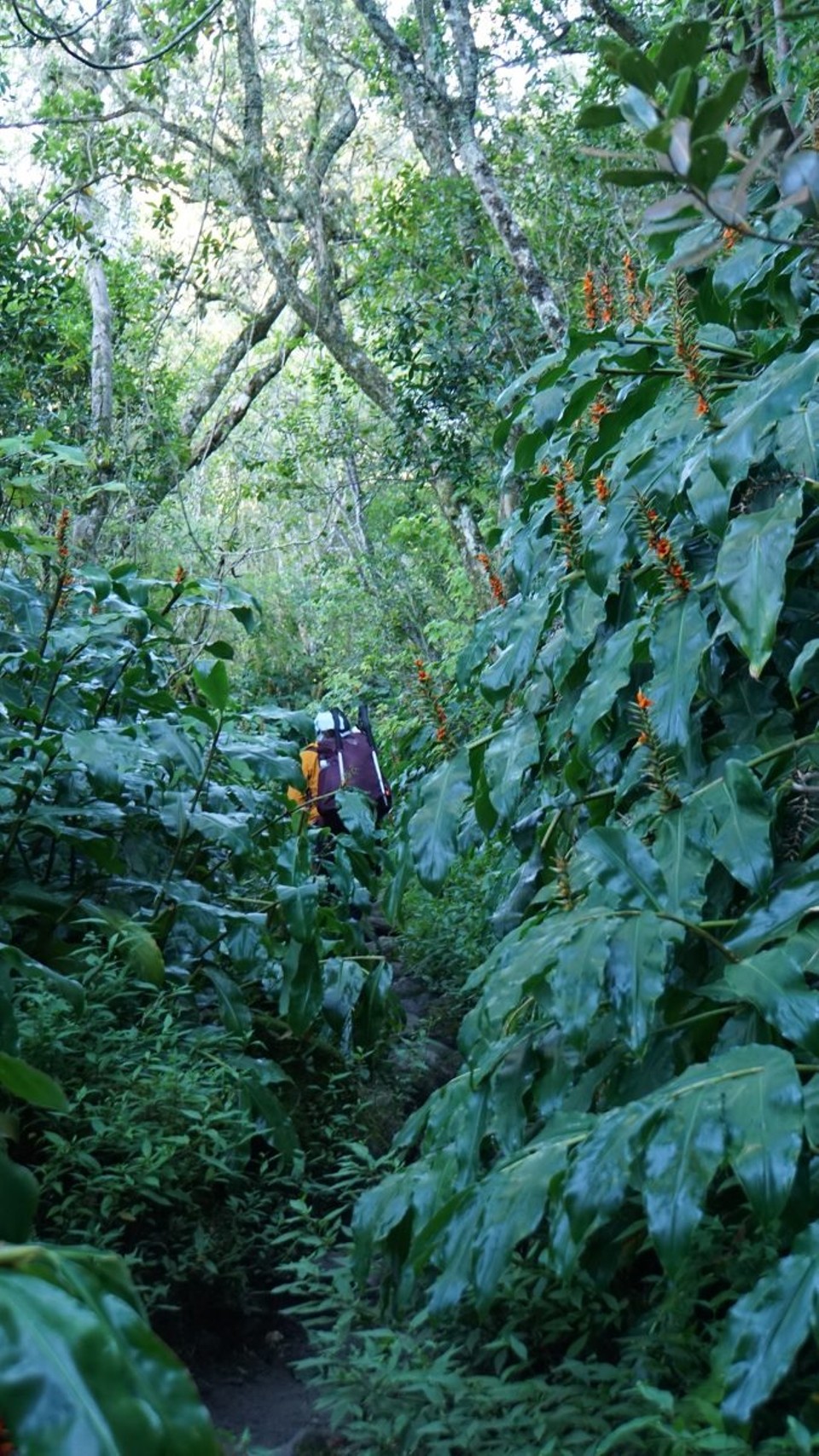 Réunion - Salazie - 