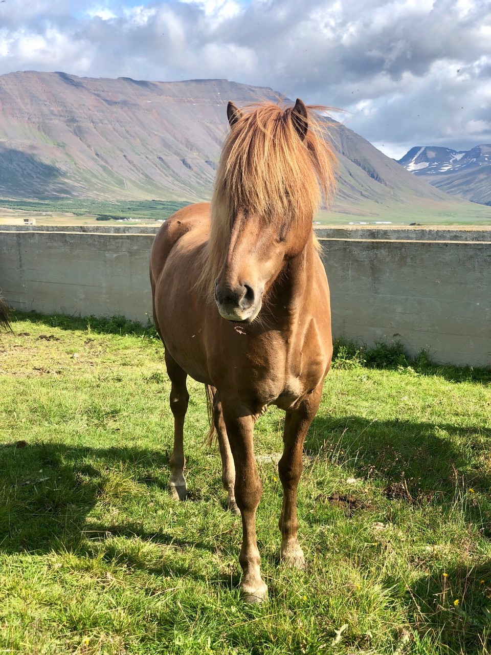 Island - Sveitarfélagið Skagafjörður - Da würde man am liebsten sofort wieder Pferdebesitzerin werden...