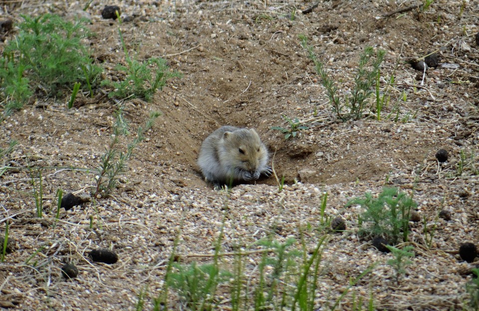 Mongolia - unbekannt - Might be a vole - we didn't know so named them all Timothy's (as per Odyssey trip)