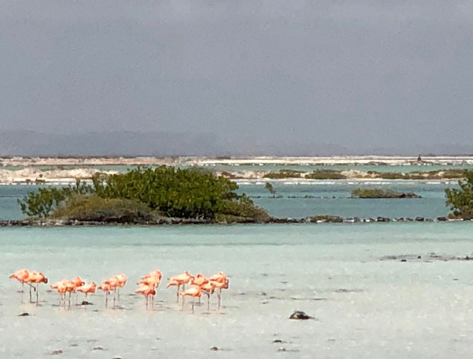 Bonaire, Sint Eustatius und Saba -  - Flamengos sind reichlich zu finden