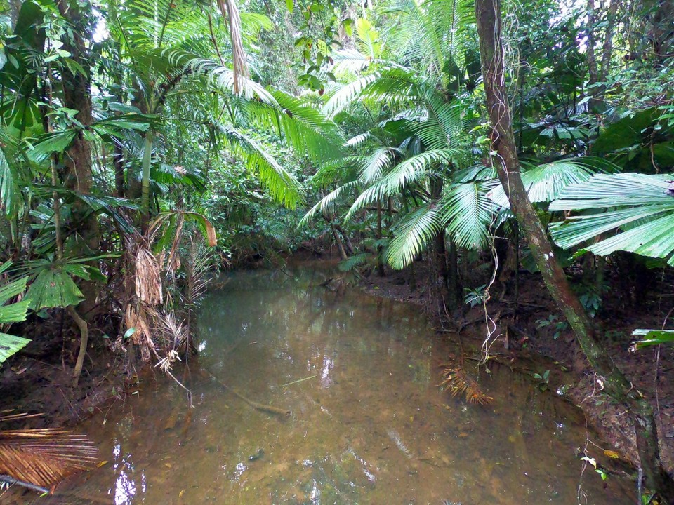 Australien - Cape Tribulation - 