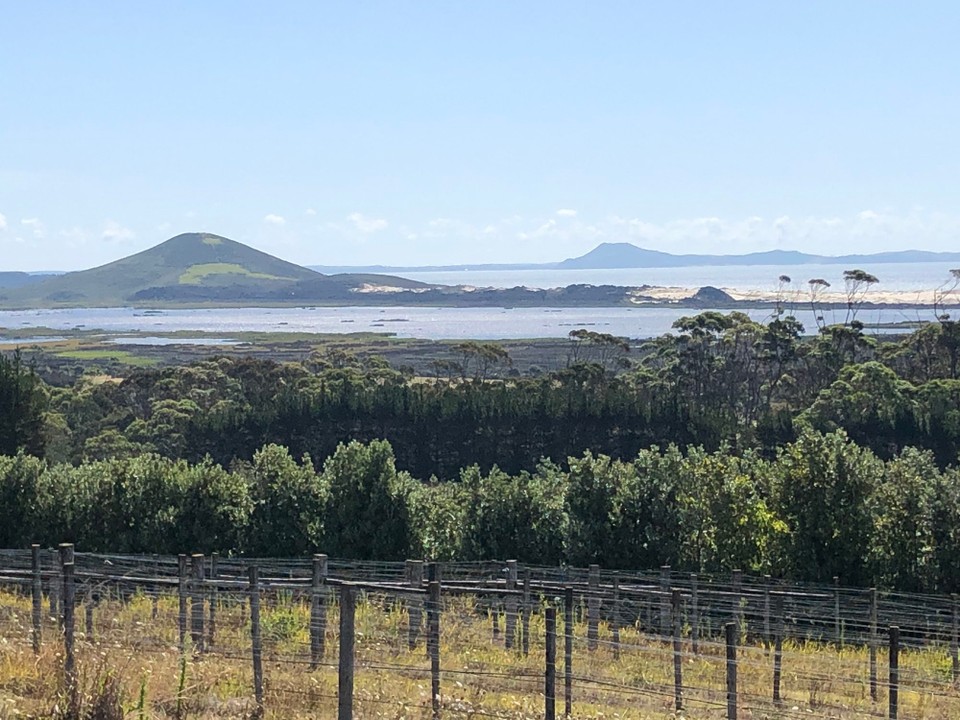 Neuseeland - Karikari Peninsula - Reben von Karikari