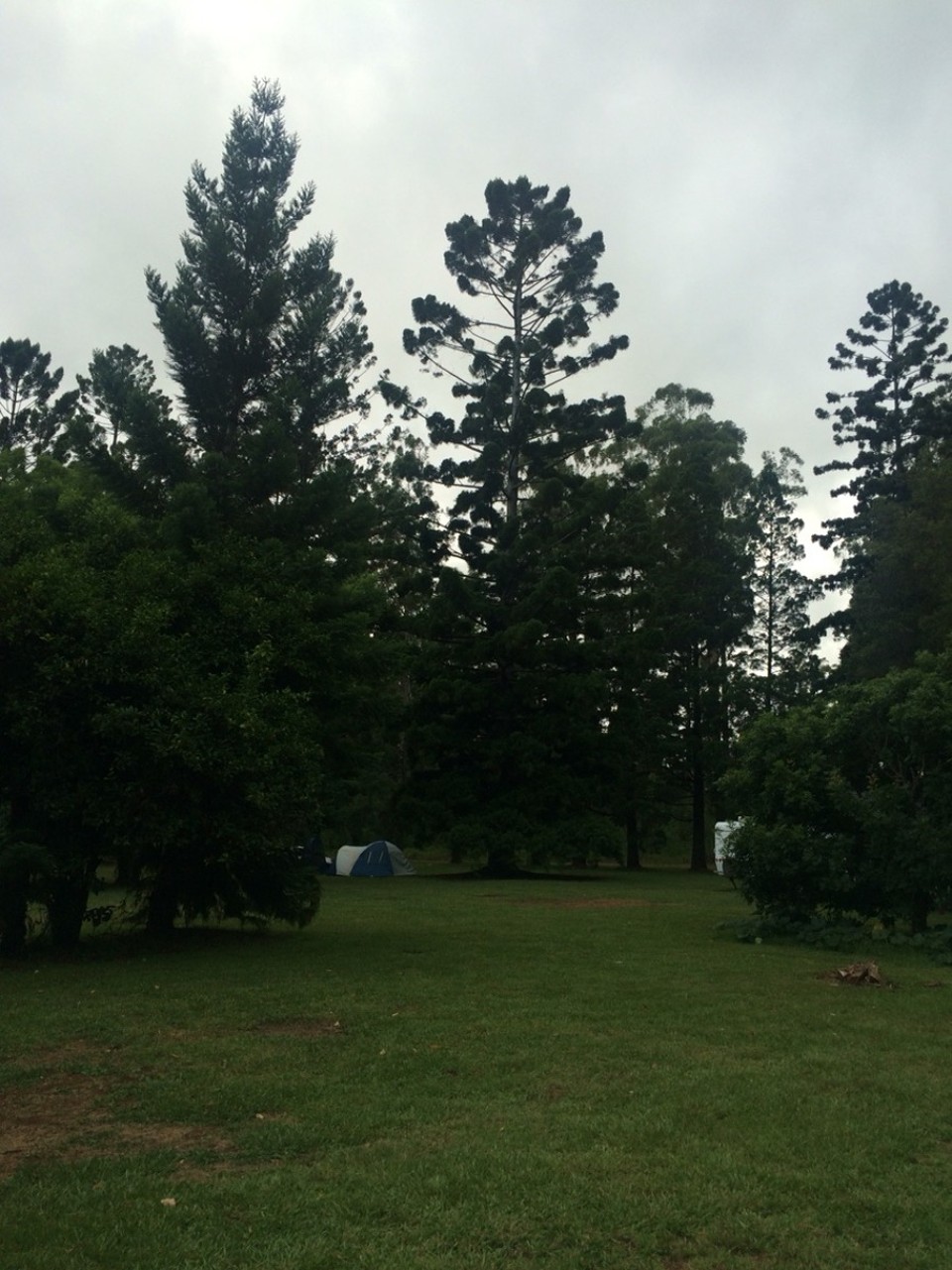 Australien - Coopernook State Forest - 