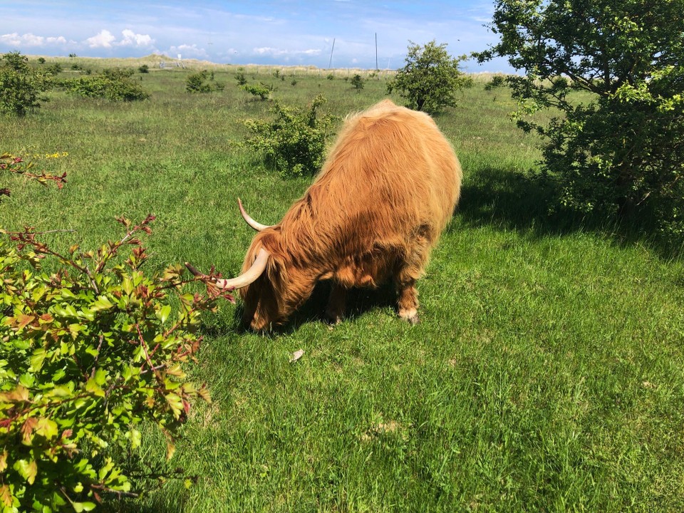 Deutschland - Dahme - Hier sieht man sie… in Schottland haben wir lange suchen müssen.

