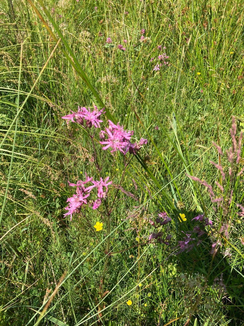 Italien - Rodeneck - Kuckucksnelke