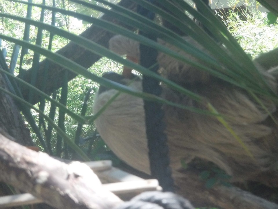 Costa Rica - Perez Zeledon - 