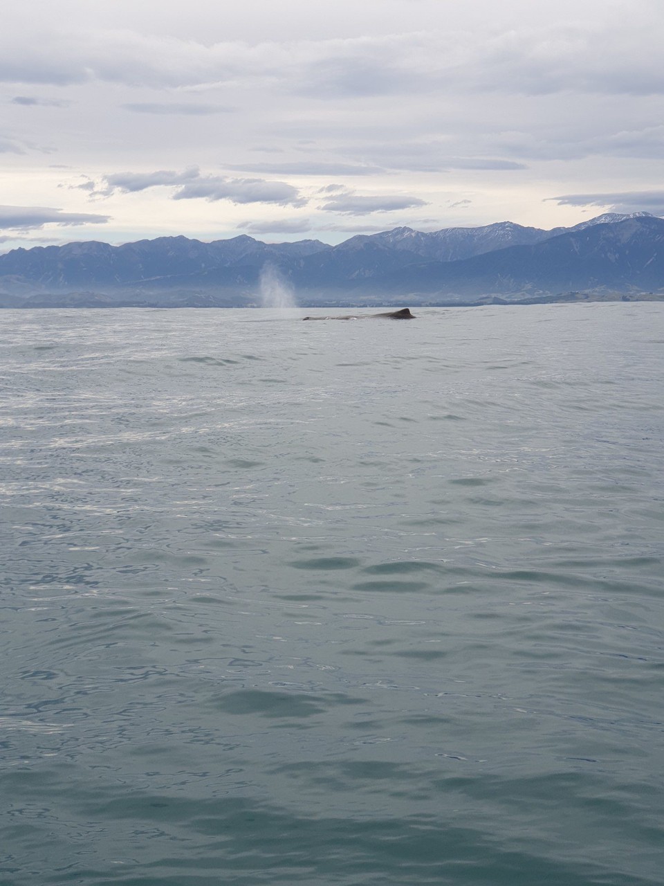 Neuseeland - Kaikoura - 