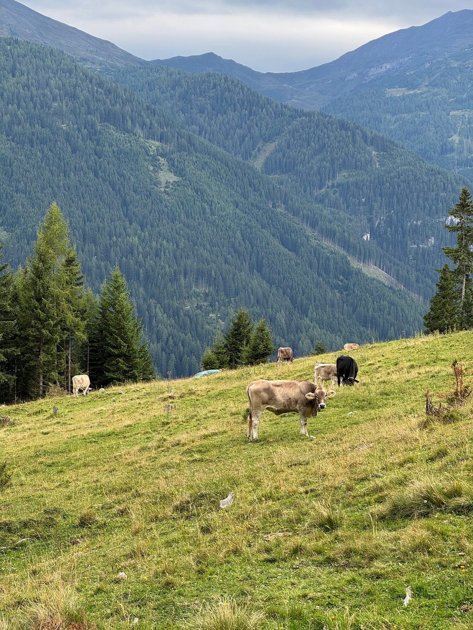 Österreich - Trins - 