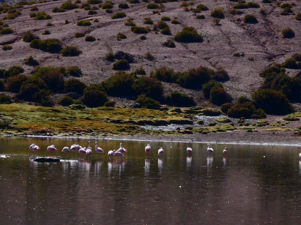 Chile - Atacama Desert - Different oasis for different flamingo 