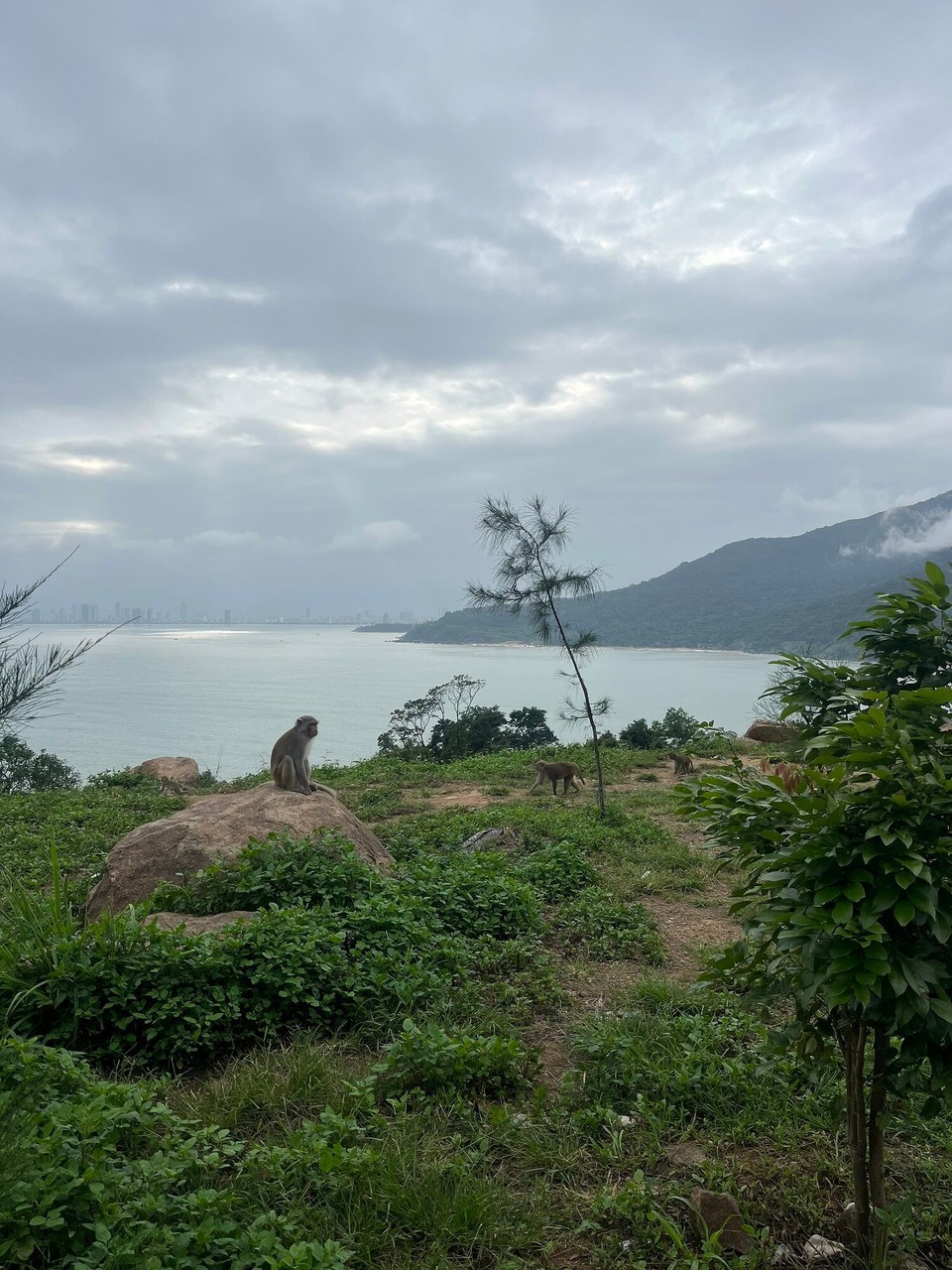 Vietnam - Da Nang - We see some monkeys for the first time since being here. They were so friendly and cute. One of them came right up the bike and wanted to see what we had in the boot. The man waving at us on the way back down had us laughing too