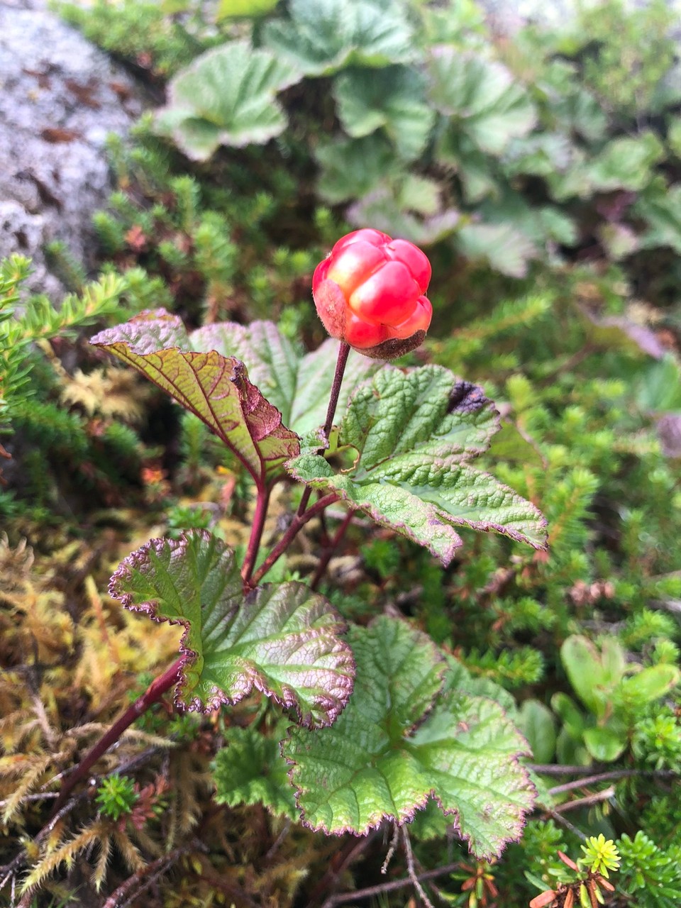 Norwegen - Laupstad - Die heimische Flora