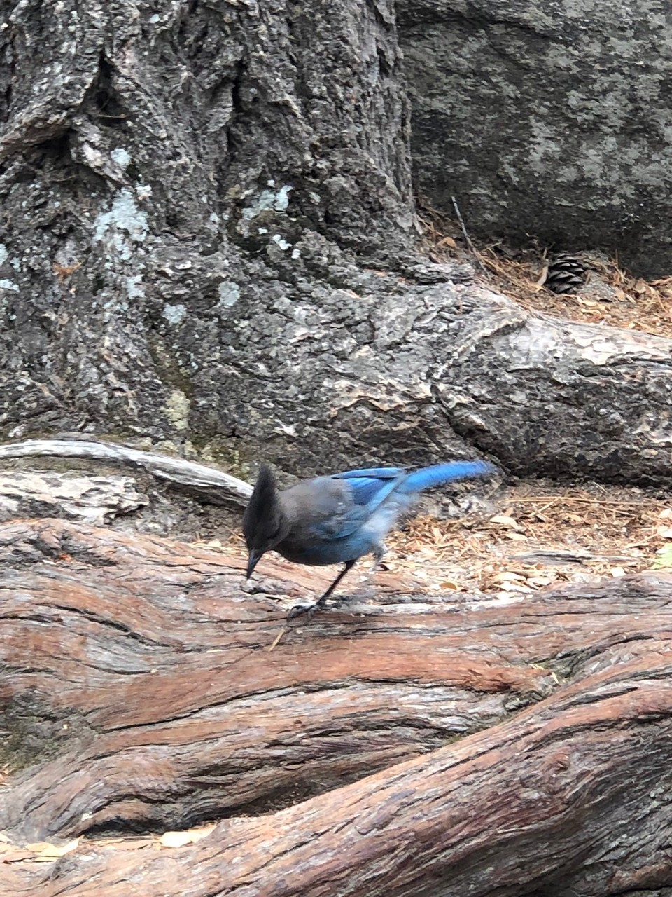 Vereinigte Staaten - Yosemite National Park - 