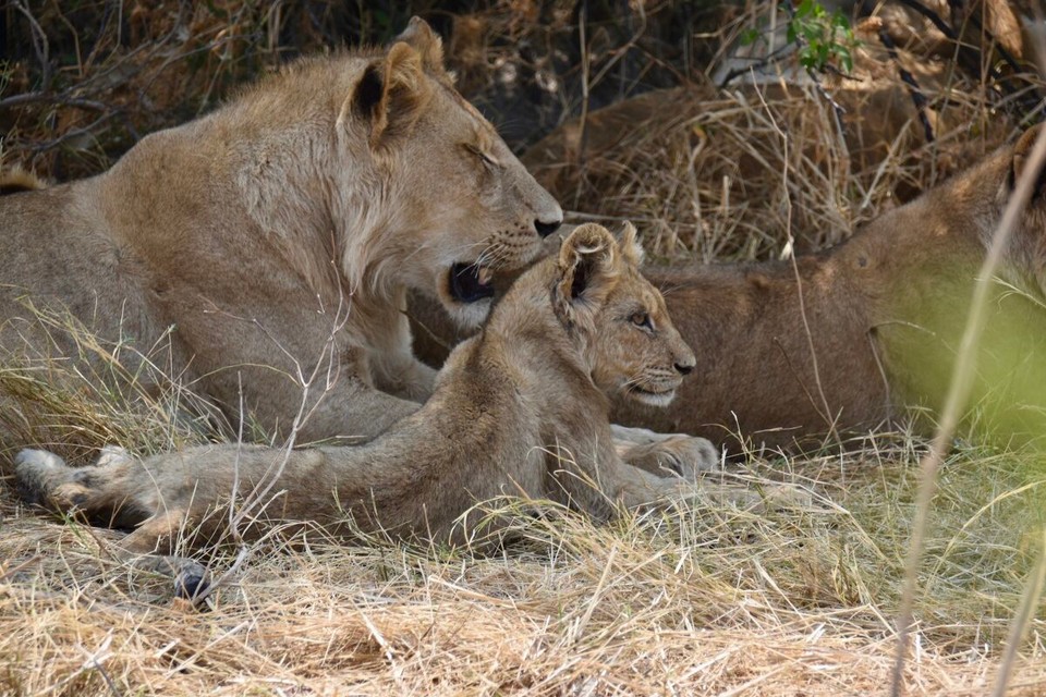 Botsuana -  - So viele auf einmal und in verschiedenen Größen hatten wir noch nie gesehen.