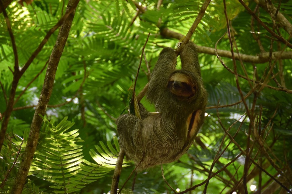 Costa Rica - Tilarán - Ich glaub das waren an die 100 Faultier-Bilder heute.