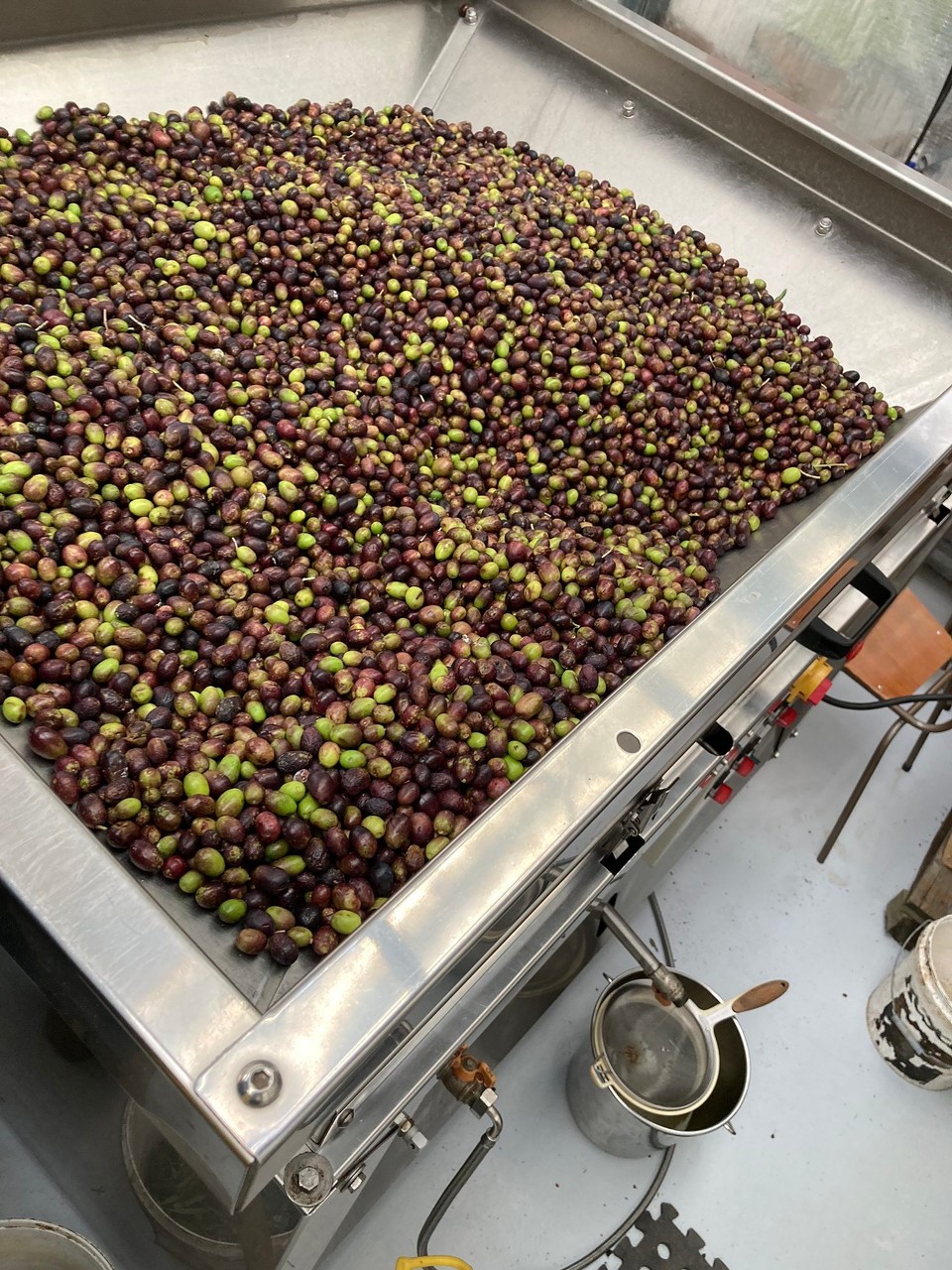 Neuseeland - Ward - Endlich sieht man auch das Öl 🤩
Das ist die Presse, ihr Name ist übrigens Sophia - benannt nach einer italienischen Schauspielerin 😂