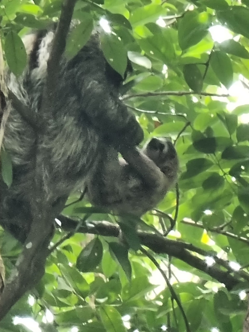 Panama -  - Wir konnten sogar eine Faultier-Mama spielend mit ihrem Baby beobachten 
 🦥 