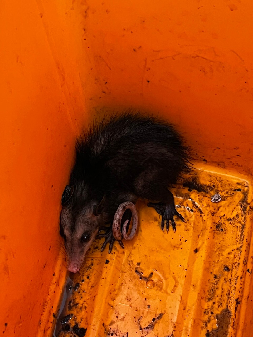 Costa Rica - San José - Hüt bini denn wider ide Schuel gsi für d‘Tanzklass und denn het mer de Juan Carlos verzellt dass sich letzt nacht es Opossum id Schuel gschliche het & im Chübel gfange gsi isch. Das arme Ding het sooo Angst gha und drum hemmer‘s denn befreit