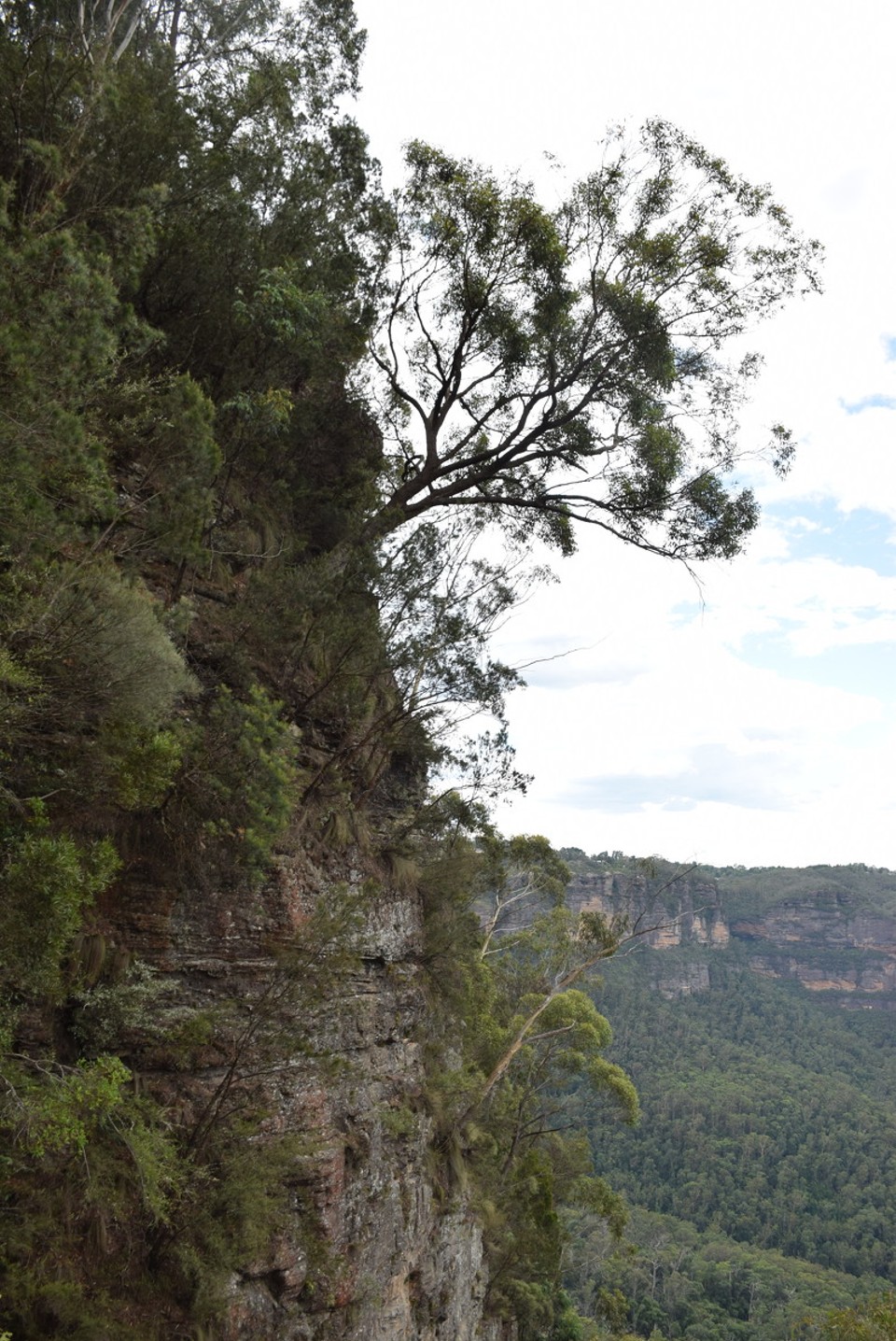 Australien - Katoomba - Manchmal müssen Bäume nicht gerade wachsen...