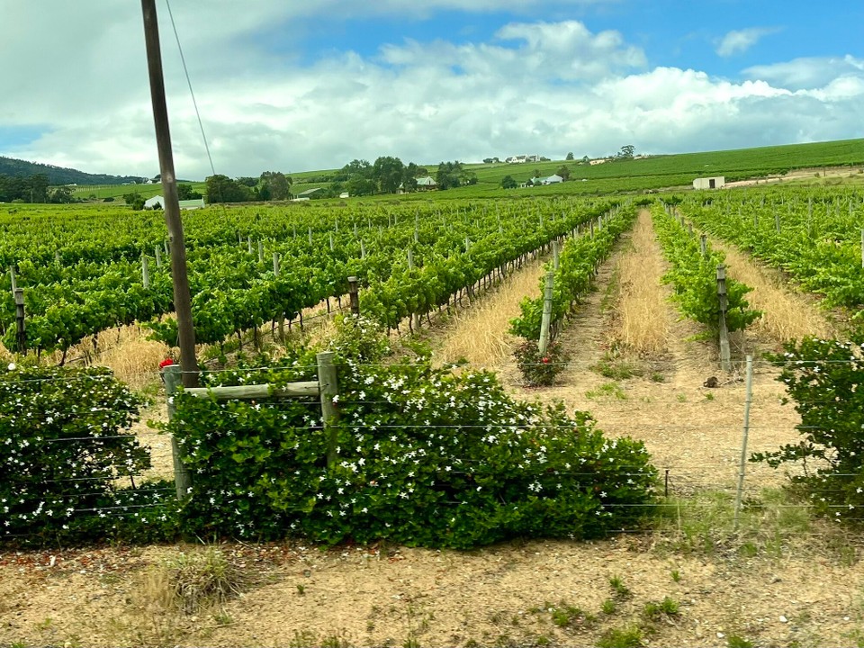 Südafrika - Stellenbosch - Weingut Falke