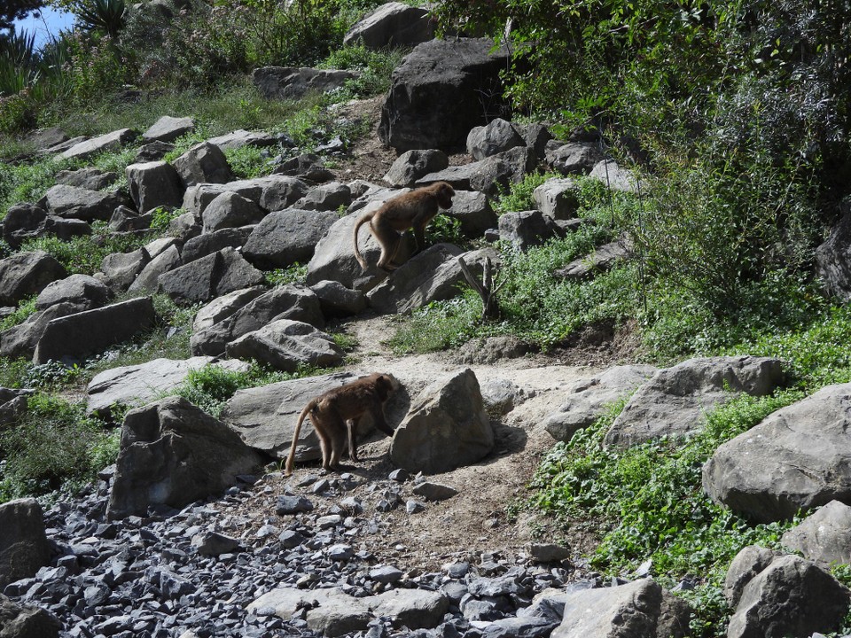 Schweiz - Zürich - das ist "moderner Zoo" eine grosse Anlage möglichst dem natürlichen Lebensraum nachempfunden, worin sich verschiedene Tiere frei bewegen können