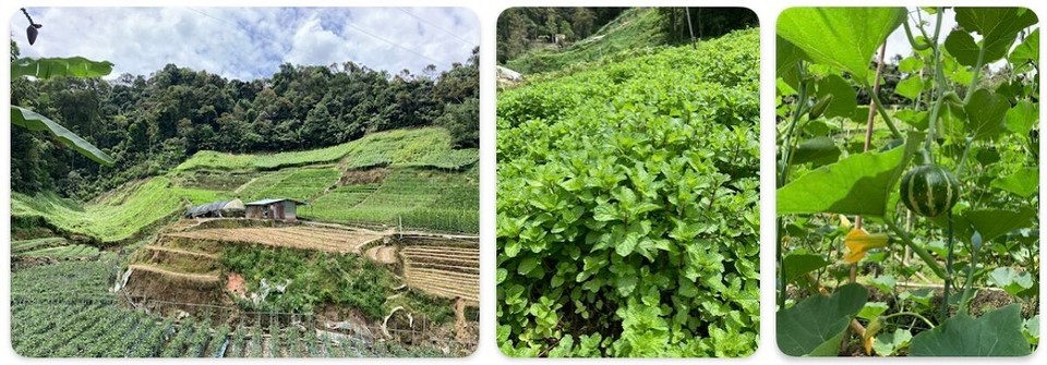 Malaysia - Tanah Rata - Bin wir an einer Farm mit Kürbissen und Pfefferminze ankommen