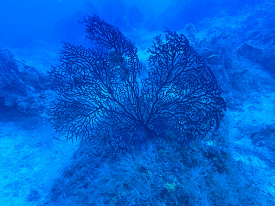 Italien - Capoliveri - Eine schöne Gorgonie