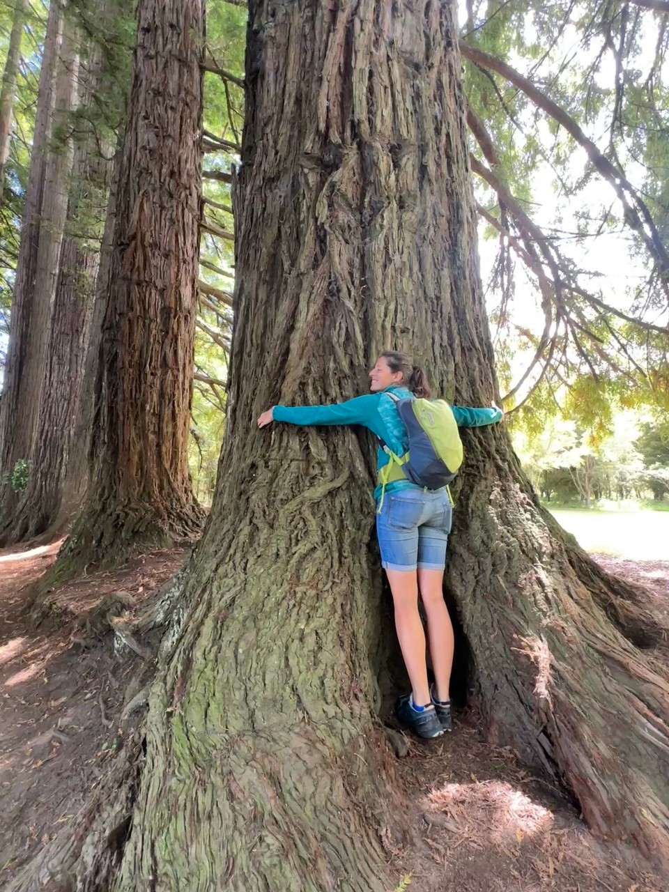 Neuseeland - Hamurana - Hallo lieber Baum