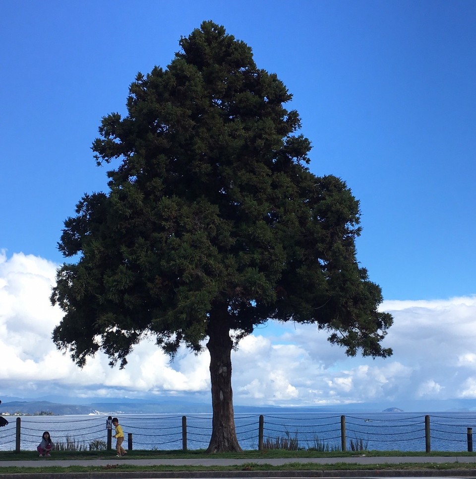 Neuseeland - Taupo - Lake Taupo 