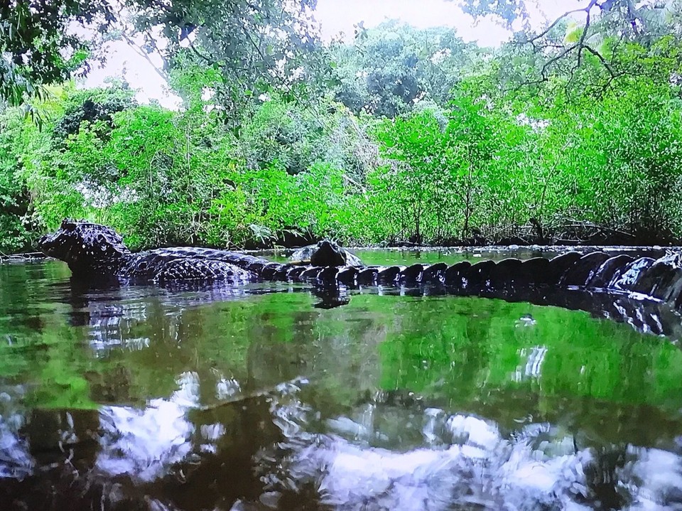 Costa Rica - San Carlos - 