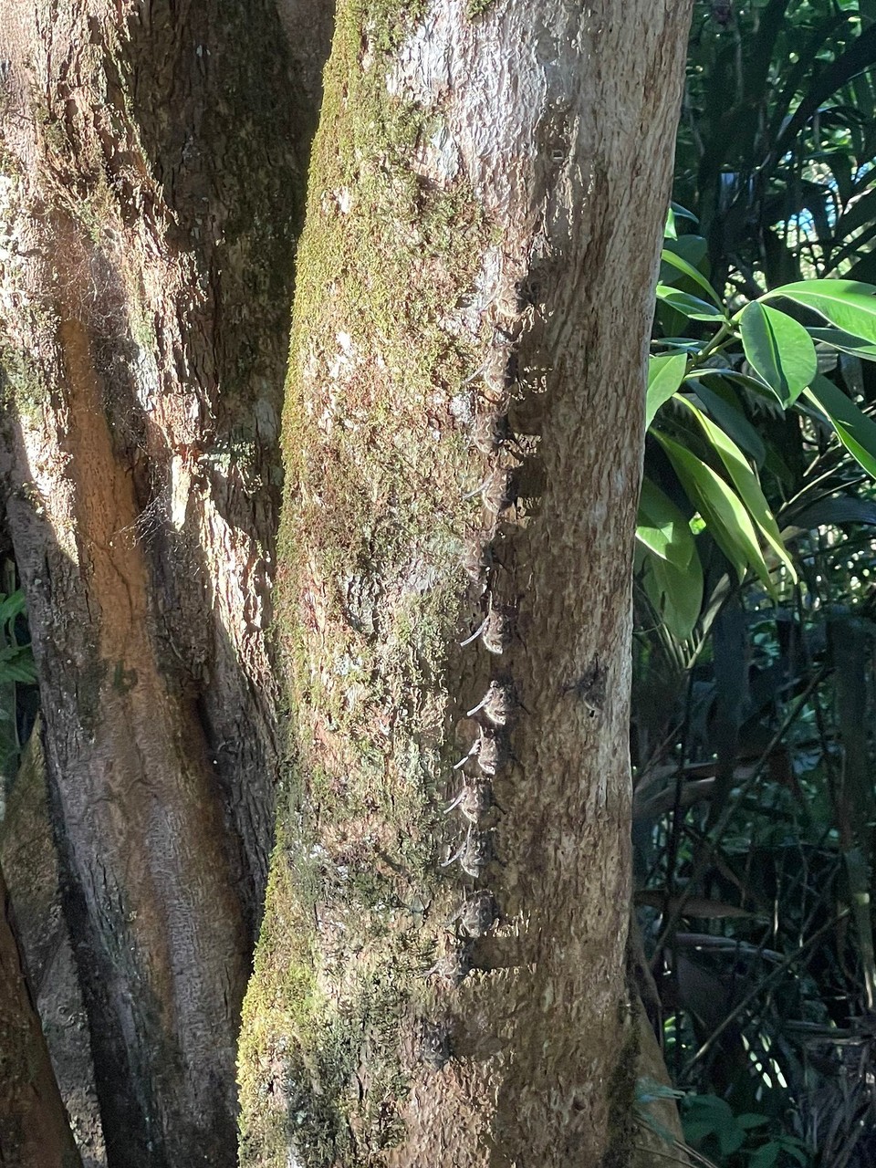 Costa Rica - Pococí - 🦇 🦇 🦇 