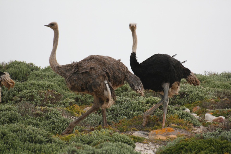 Südafrika - Cape Point - 