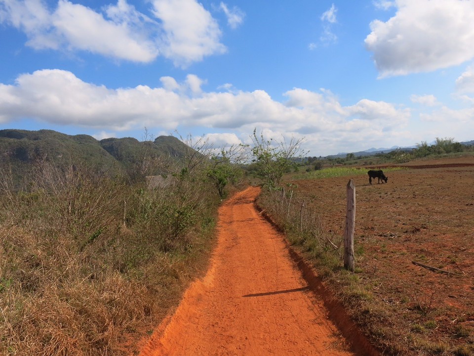  - Cuba, Viñales - Terre rouge et fertile